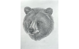  Bear Drawing