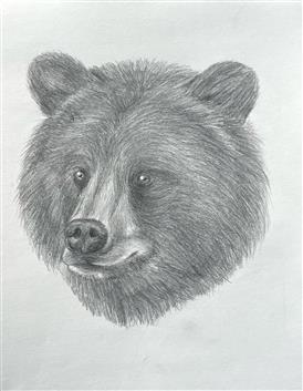  pencil portrait of a bear