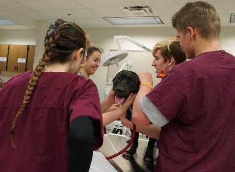 Veterinary Science 