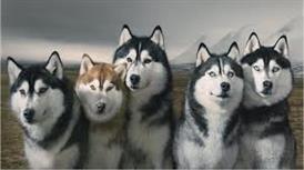 Huskies