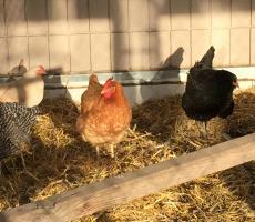 Chickens in Coop