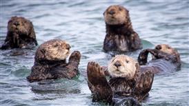 Otters
