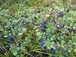 blue berries 