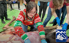harvesting a moose in class