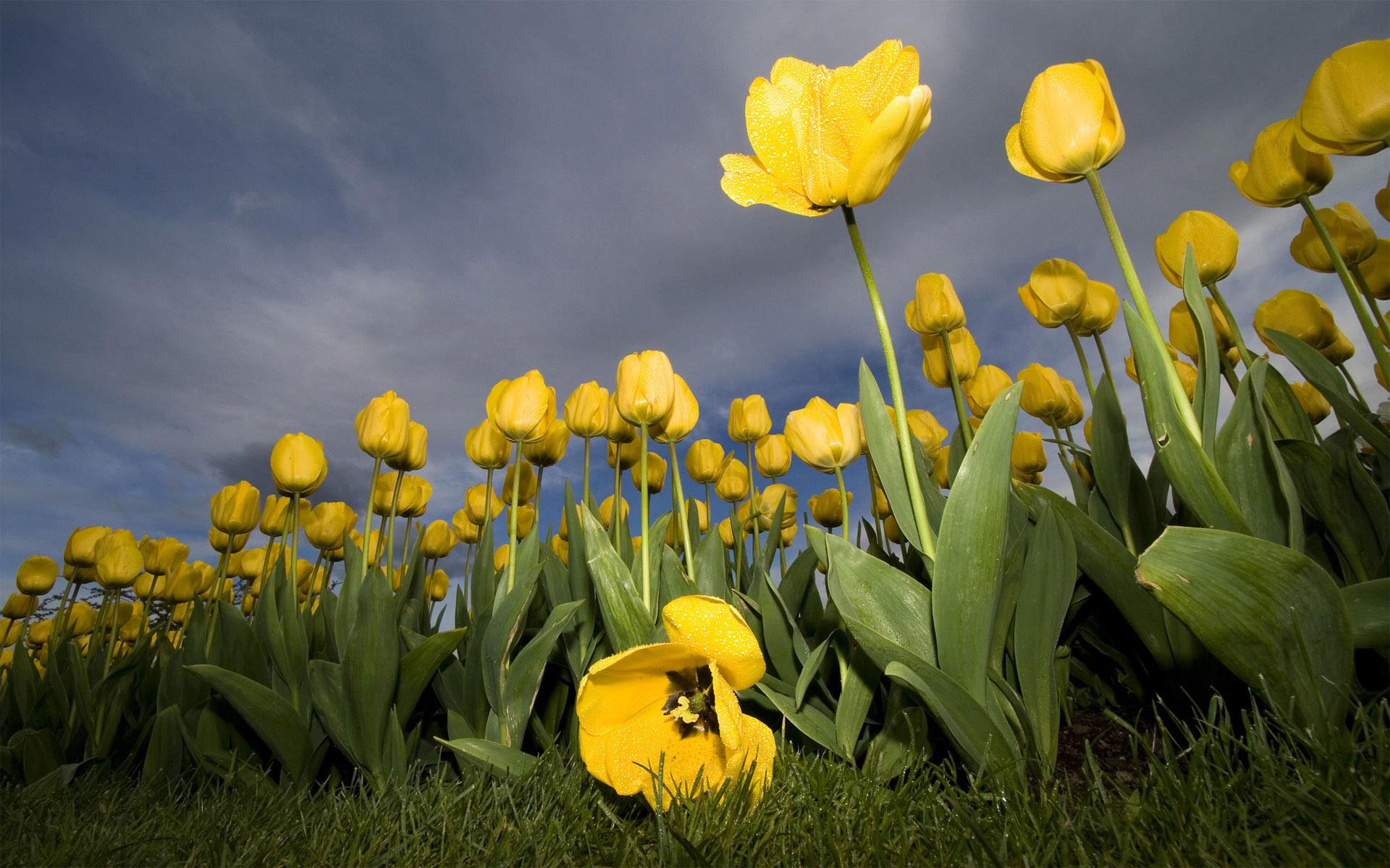 flowers